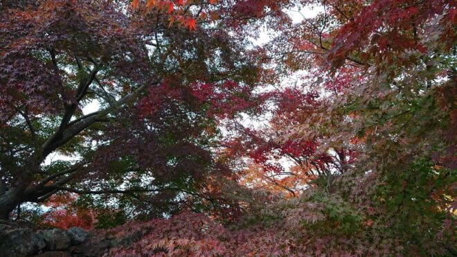 写真29．津山城内の紅葉
